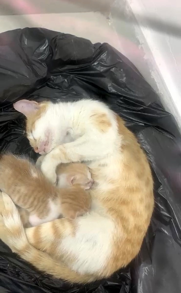ANNE KEDİ, YAVRULARIYLA SOSYAL YARDIMLAŞMA VAKFI'NA SIĞINDI