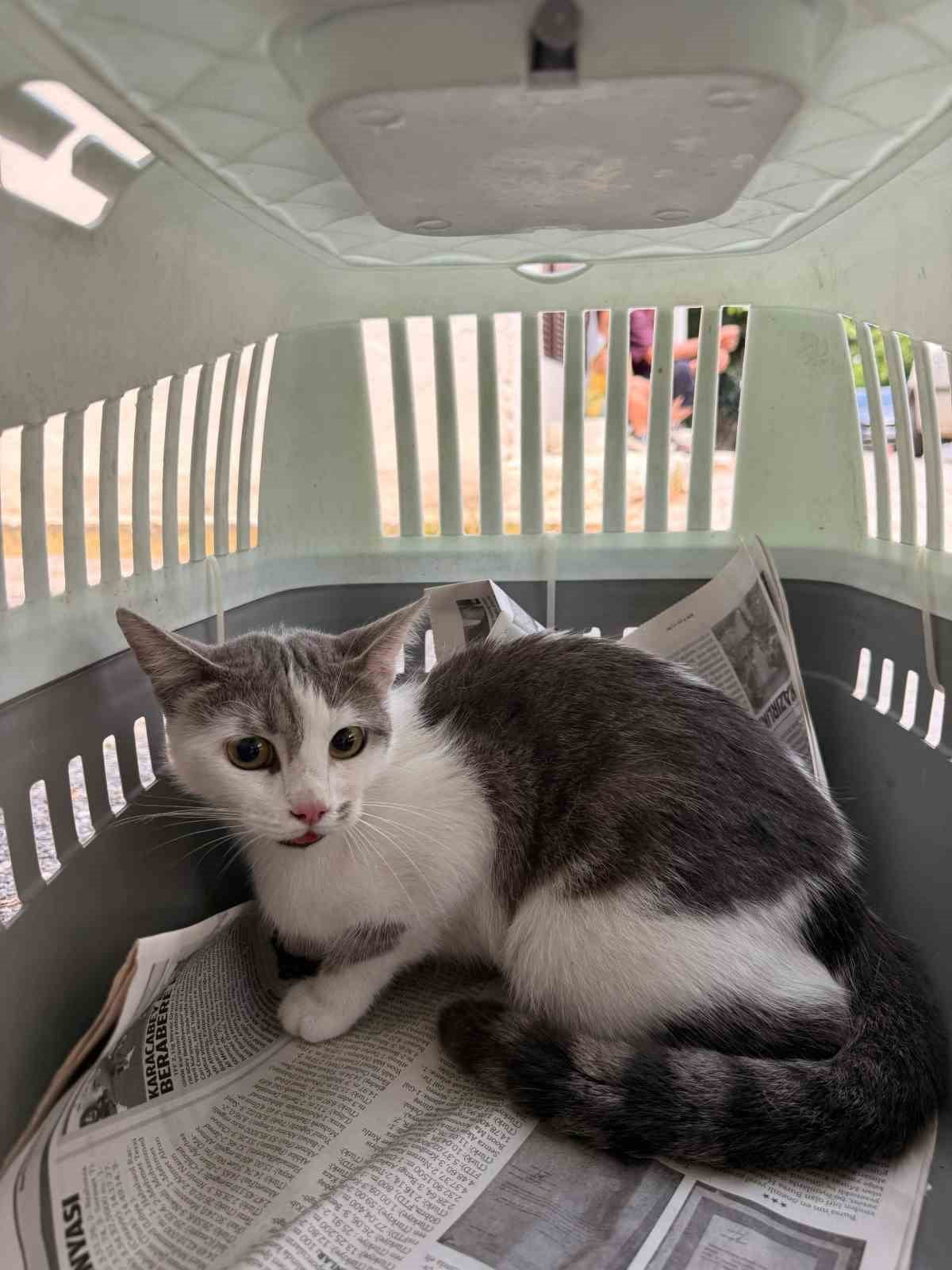 ANTALYA'NIN ALANYA İLÇESİNDE BİR AĞACA ÇIKARAK MAHSUR KALAN KEDİ, ALANYA BELEDİYESİ EKİPLERİNİN...