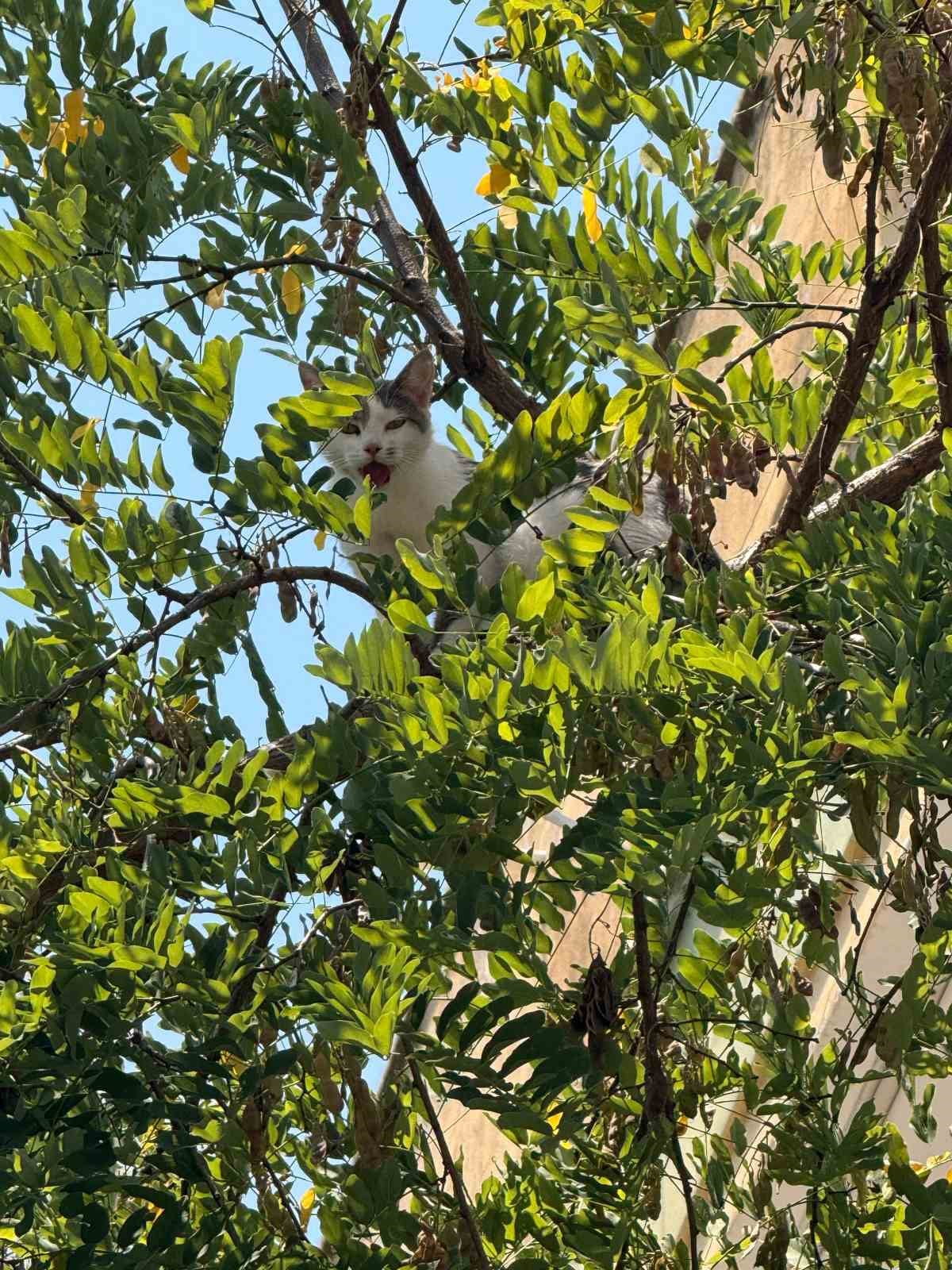 ANTALYA'NIN ALANYA İLÇESİNDE BİR AĞACA ÇIKARAK MAHSUR KALAN KEDİ, ALANYA BELEDİYESİ EKİPLERİNİN...