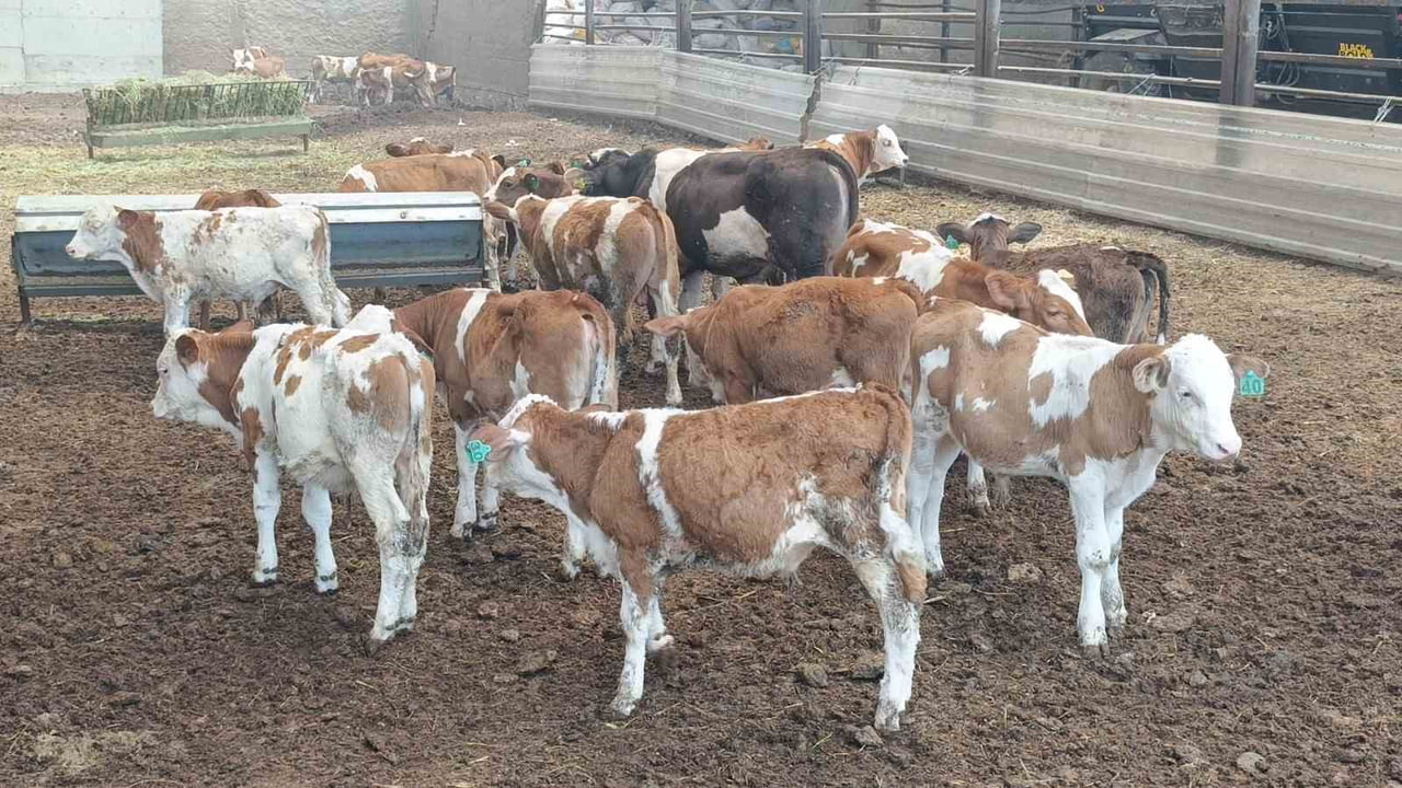 ANTALYA'NIN MANAVGAT İLÇESİNDE BİR BESİHANEDE ÇIKAN YANGINDA 60 ADET SAMAN BALYASI YANARAK...