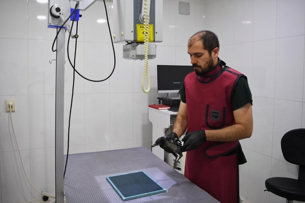 ANTALYA’DA YARALI HALDE BULUNAN YAVRU KARGA, BELEDİYE EKİPLERİ TARAFINDAN TEDAVİ EDEREK BAKIMLARI...