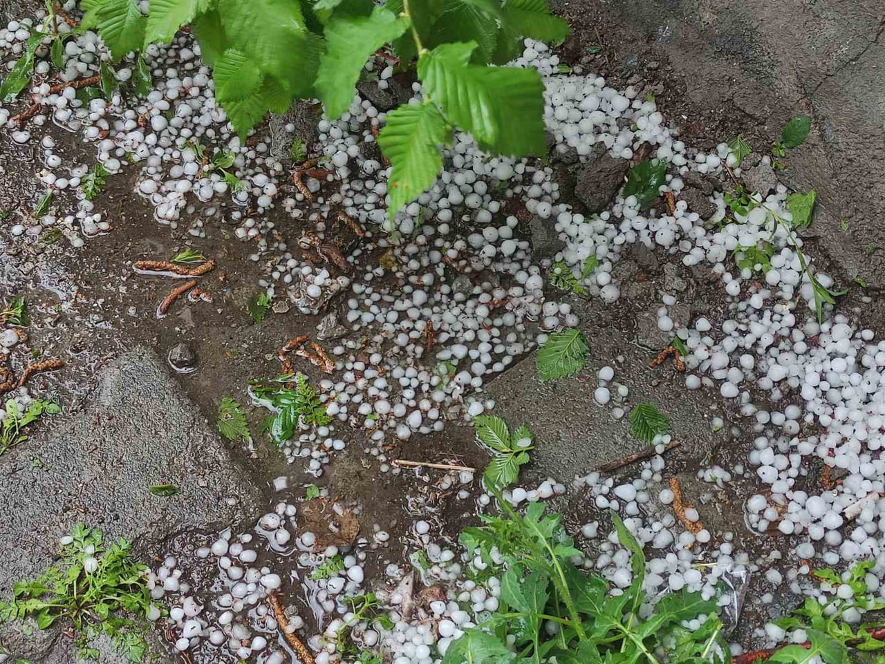 ARDAHAN'DA SAĞANAK VE DOLU YAĞIŞI TARIM ARAZİLERİNE ZARAR VERDİ.