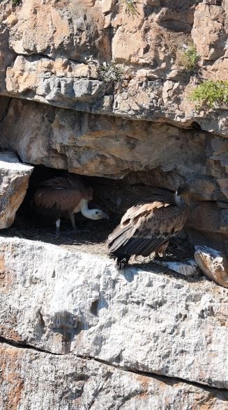 ARTVİN'İN ARDANUÇ İLÇESİNDEKİ CEHENNEM DERESİ KANYONU'NDA KAYALIKLAR ARASINA YUVA YAPAN KIZIL...