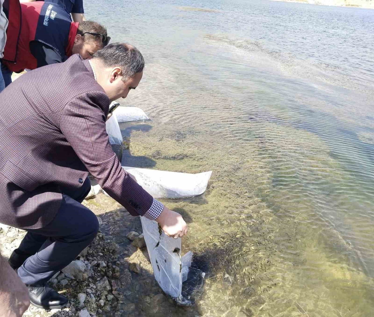 ASLANAPA KUREYŞLER GÖLETİ'NE 140 BİN SAZAN YAVRUSU BIRAKILDI