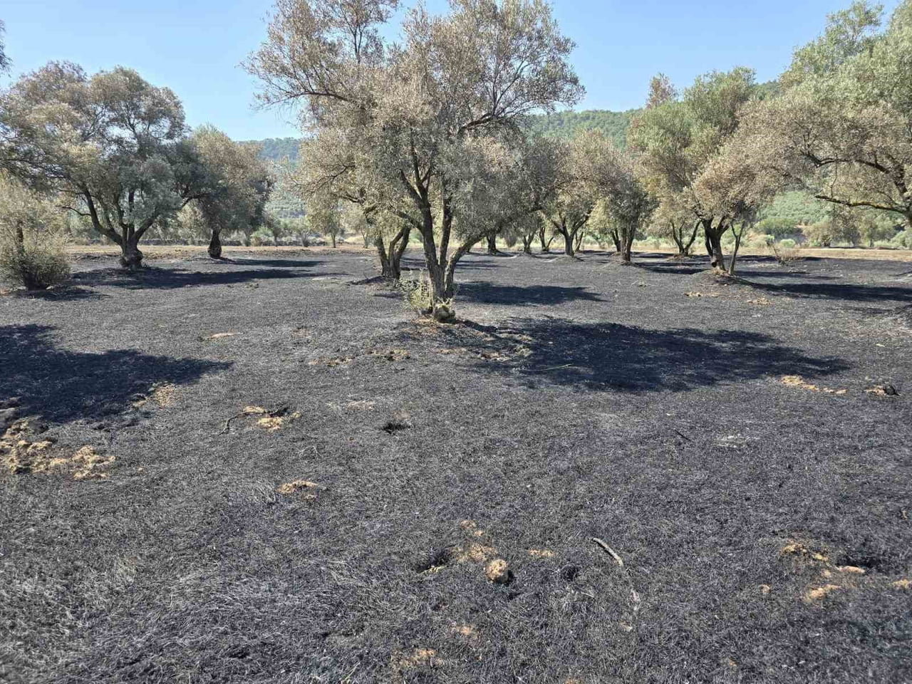 AYDIN'IN BOZDOĞAN İLÇESİNDE ZİRAAT VE OTLUK ALANDA ÇIKAN YANGININ ARDINDAN ASMA, YAZIKENT VE...