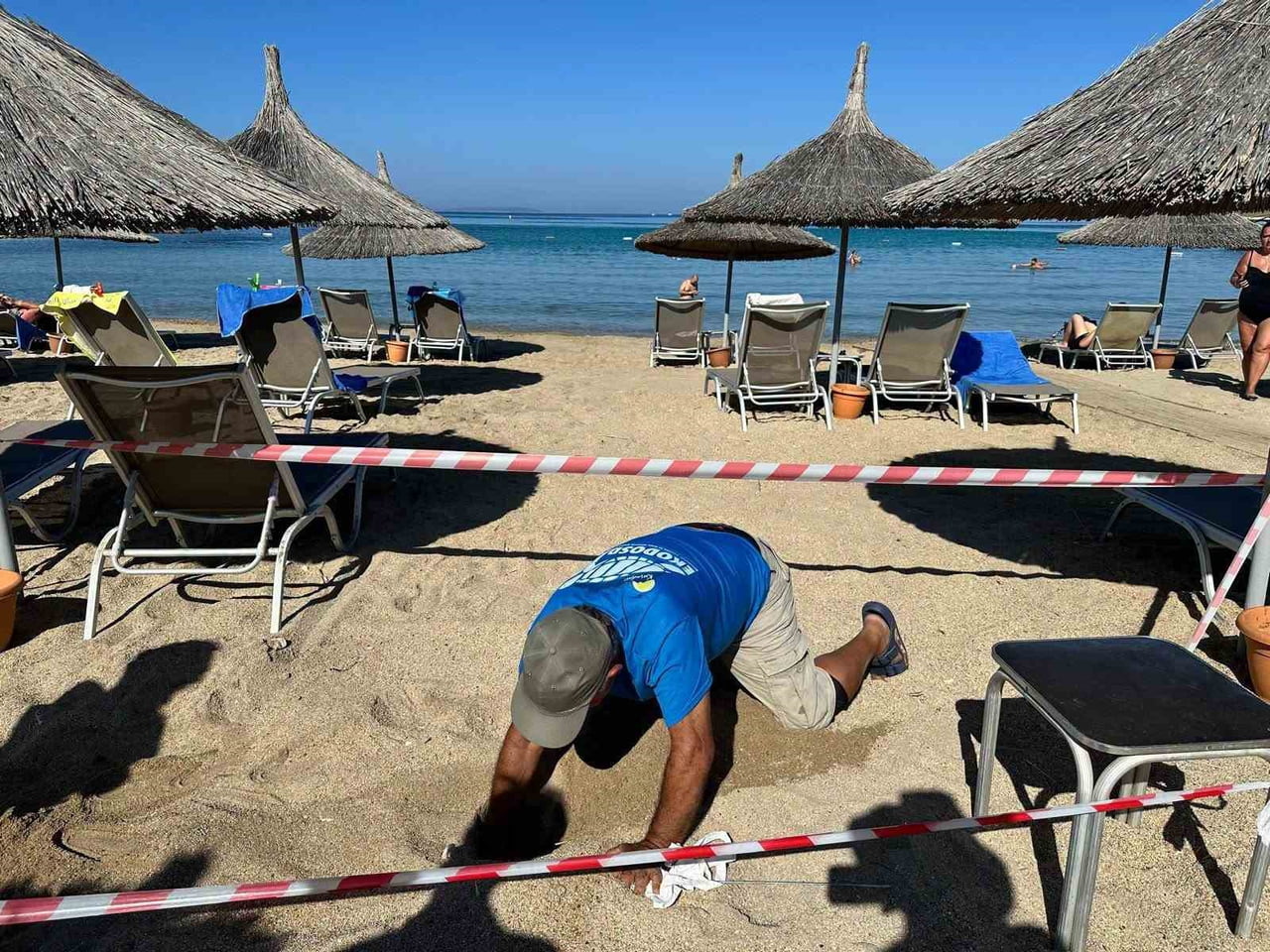 AYDIN'IN DİDİM İLÇESİNDE 5 YIL ARADAN SONRA AQUASİS HOTEL'İN KUMSALINA GELEN CARETTA CARETTA...
