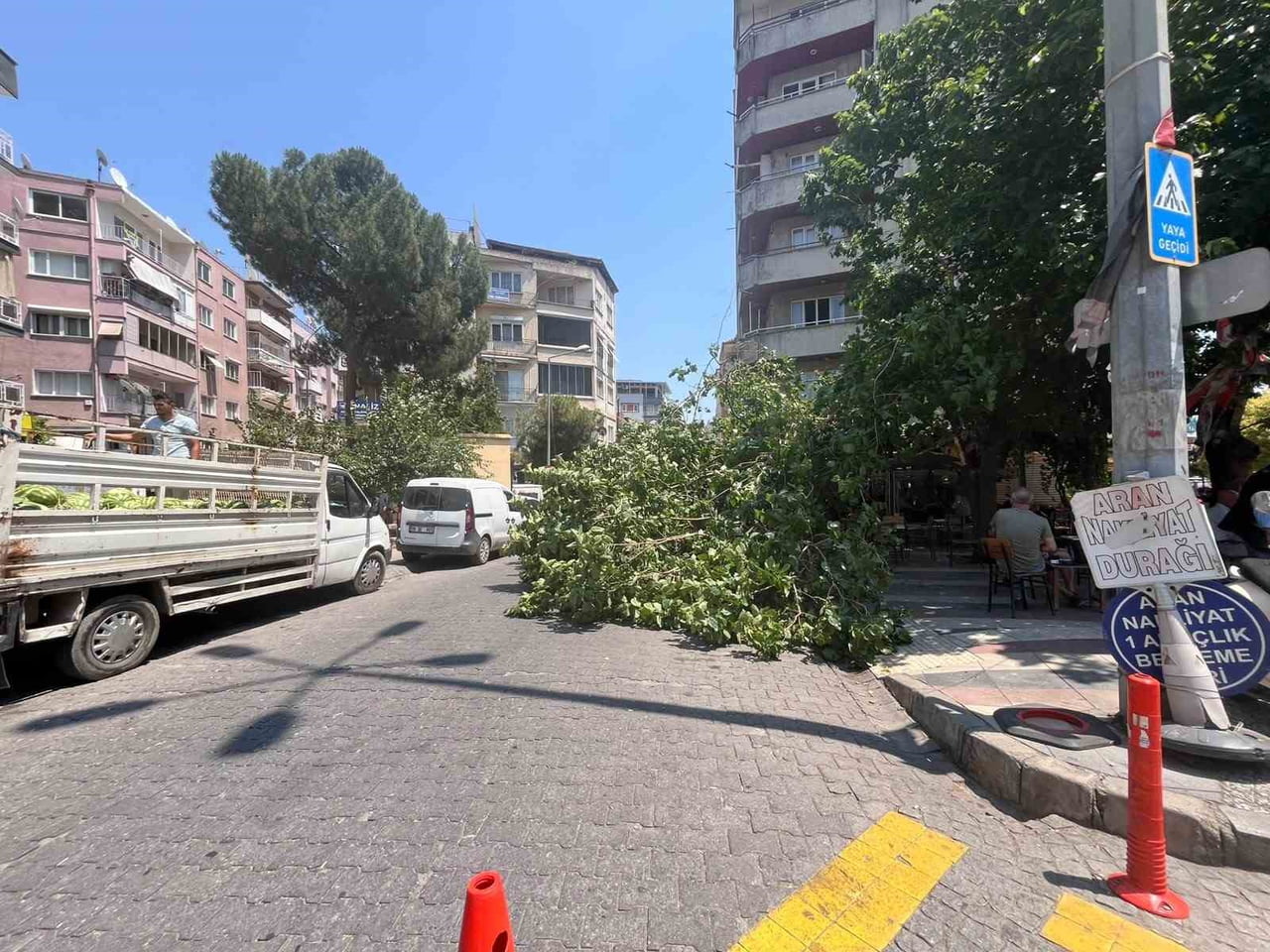 AYDIN'IN EFELER İLÇESİNDE BİR KAHVEHANENİN ÖNÜNDE BULUNAN BİR AĞAÇ BÜYÜK BİR GÜRÜLTÜ İLE...