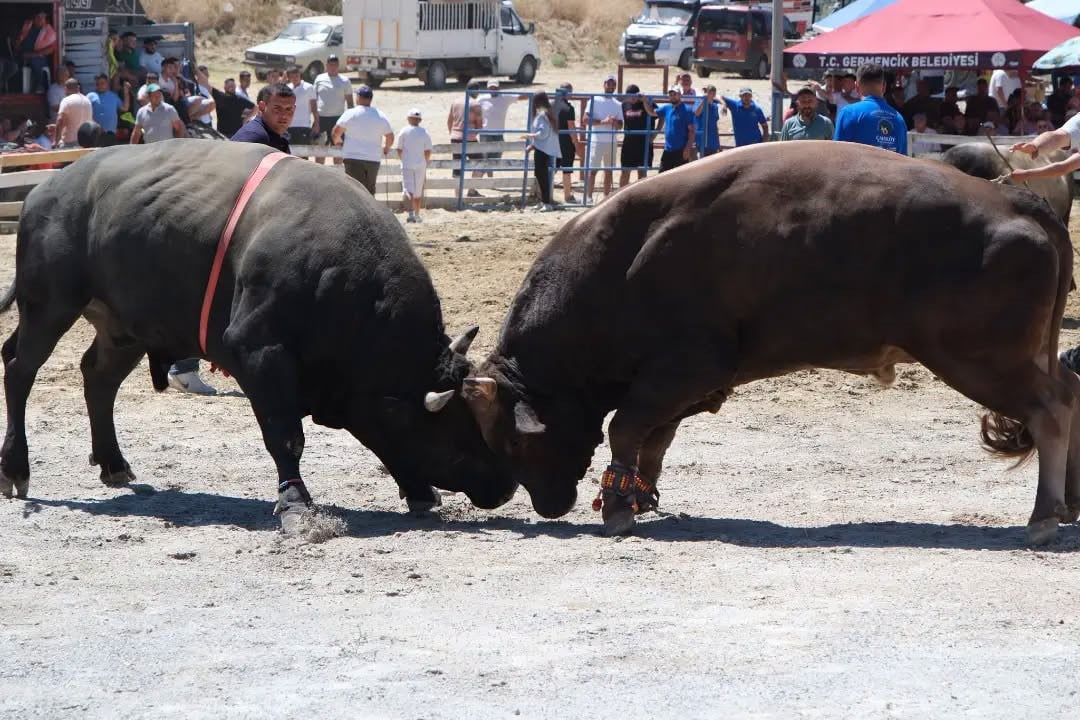 AYDIN'IN GERMENCİK İLÇESİNDE DÜZENLENEN 7'NCİ GELENEKSEL BOĞA GÜREŞİ FESTİVALİ, EGE BÖLGESİ'NİN...