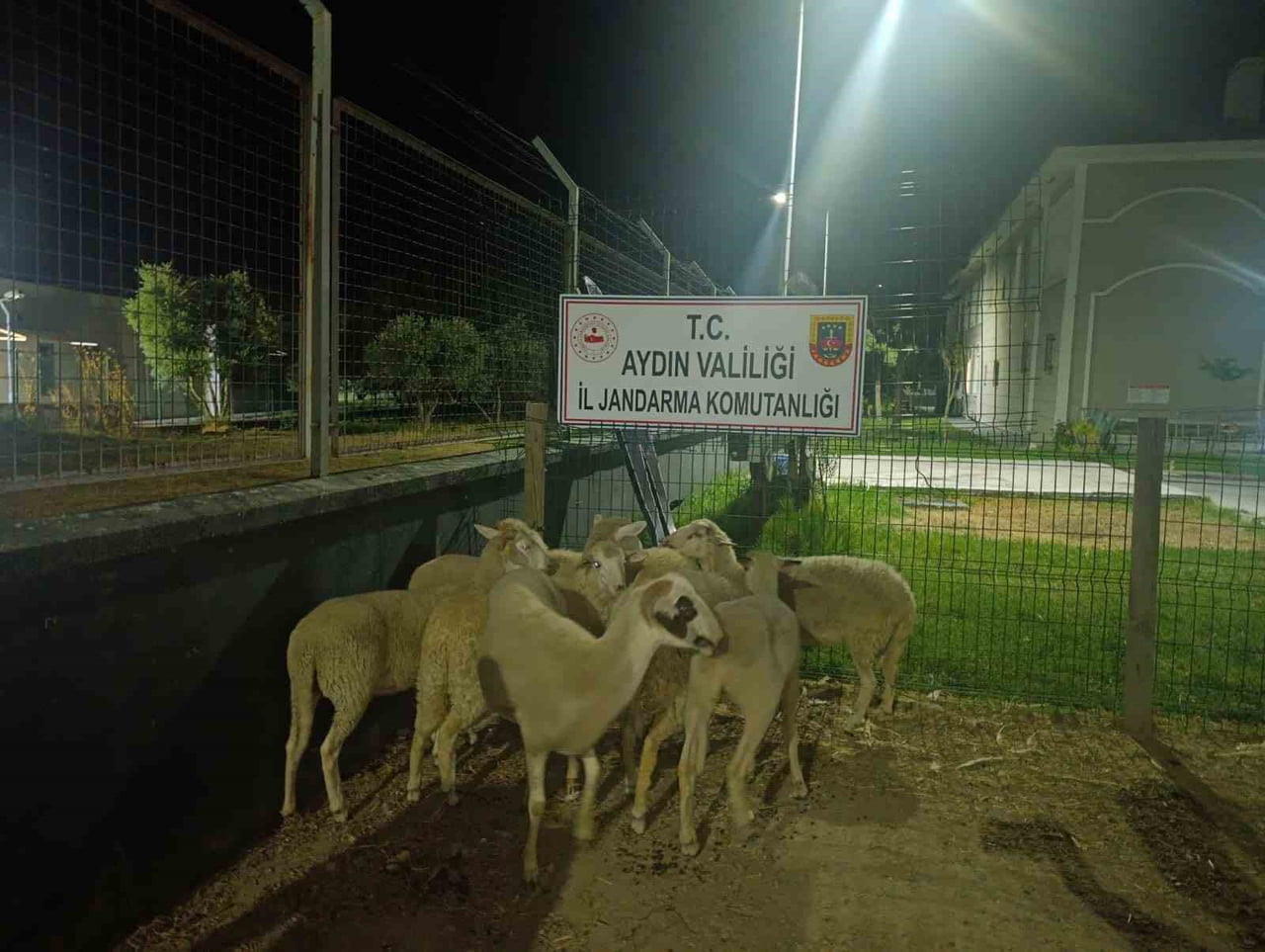 AYDIN'IN KOÇARLI İLÇESİNDE BİR EVİN BAHÇESİNDEN ÇALINAN 15 KOYUNDAN 8'İ KISA SÜREDE BULUNUP...