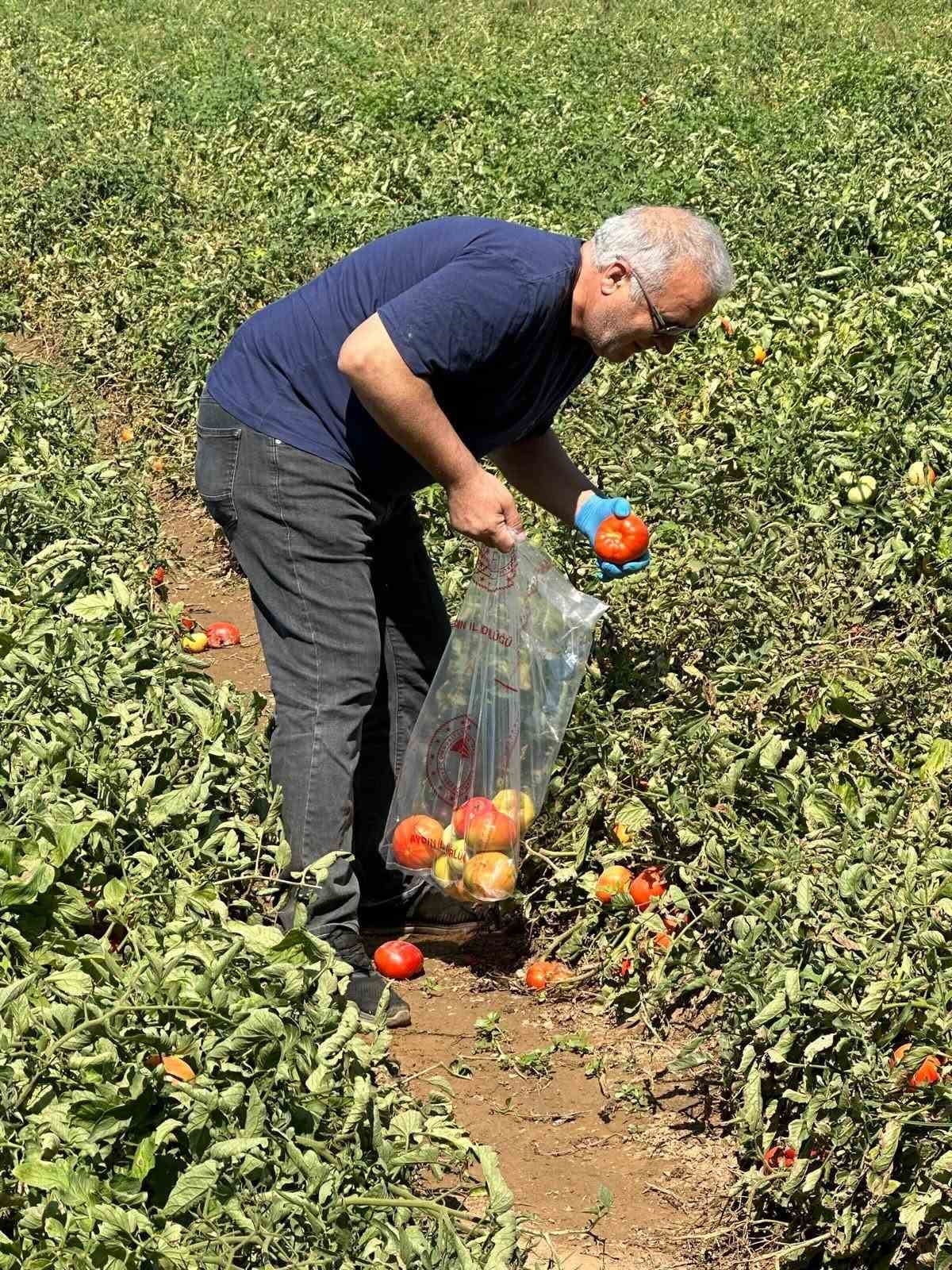 AYDIN'IN KÖŞK İLÇESİNDE DOMATESTE HASAT SEZONU ÖNCESİ İLAÇ KALINTISININ İZLENMESİ AMACIYLA ÜRETİM...