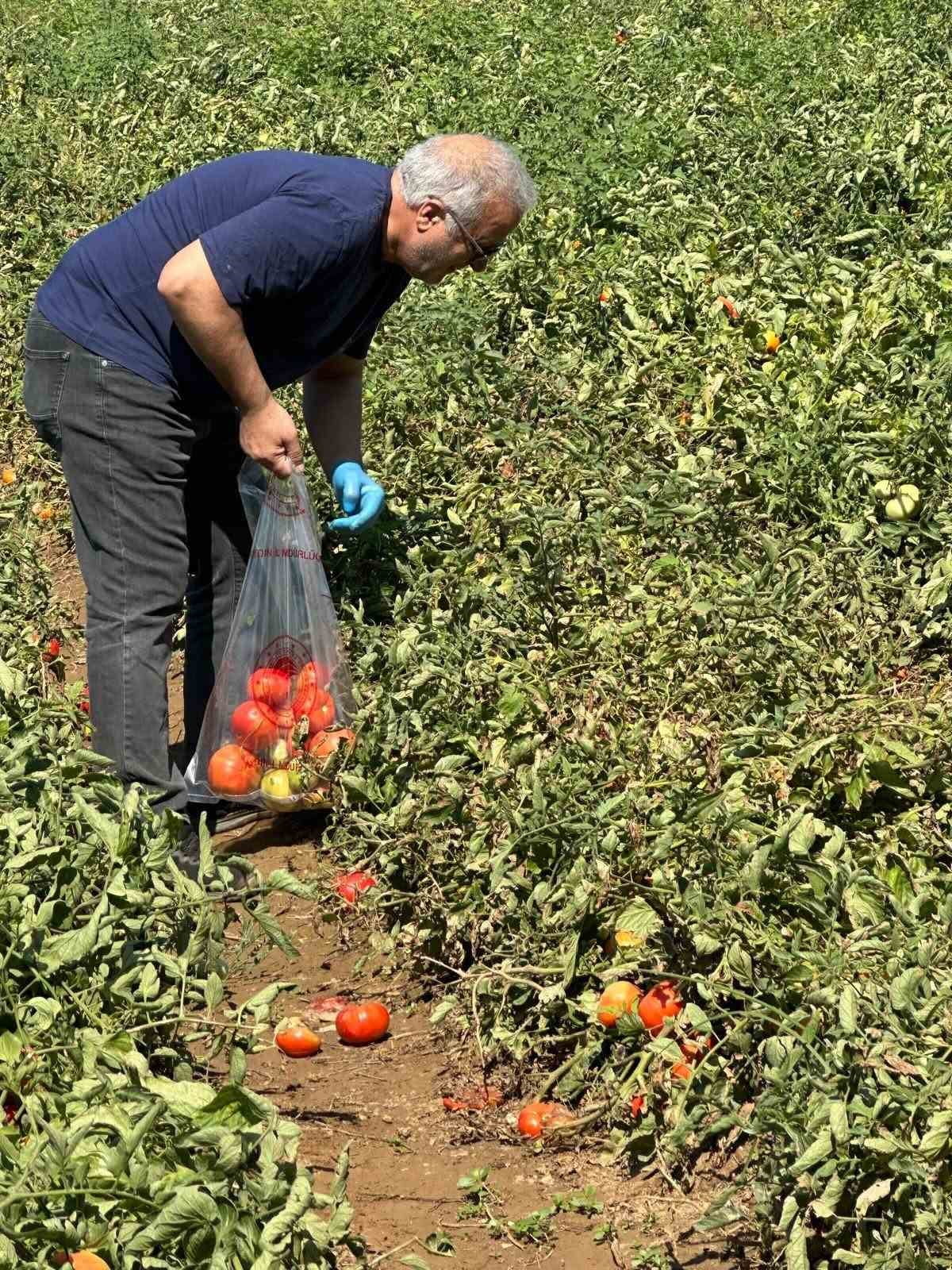 AYDIN'IN KÖŞK İLÇESİNDE DOMATESTE HASAT SEZONU ÖNCESİ İLAÇ KALINTISININ İZLENMESİ AMACIYLA ÜRETİM...