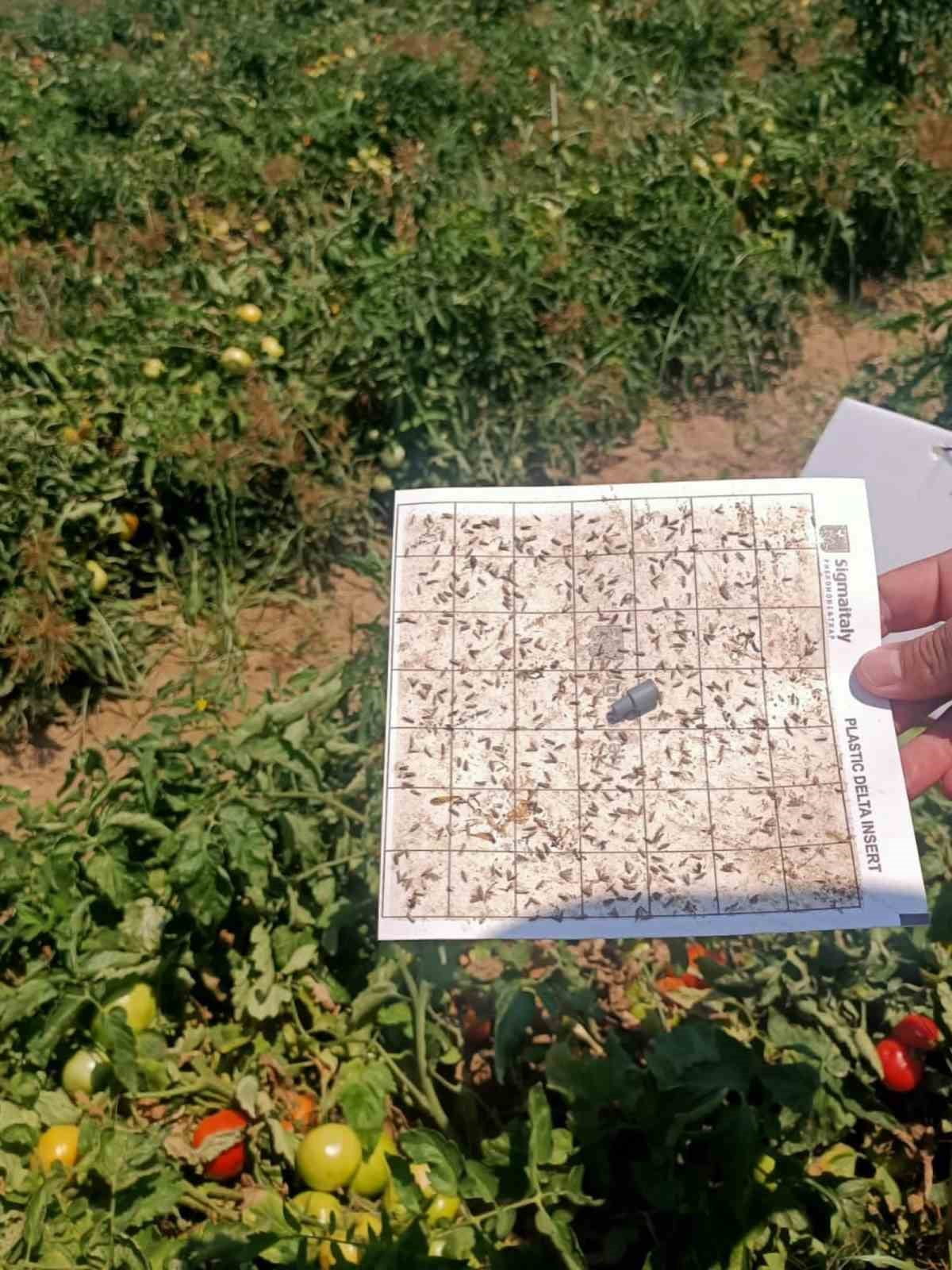 AYDIN'IN KÖŞK İLÇESİNDE İLÇE TARIM EKİPLERİ TARAFINDAN DOMATES, PAMUK VE AYÇİÇEĞİ EKİLİ ALANLARDA...