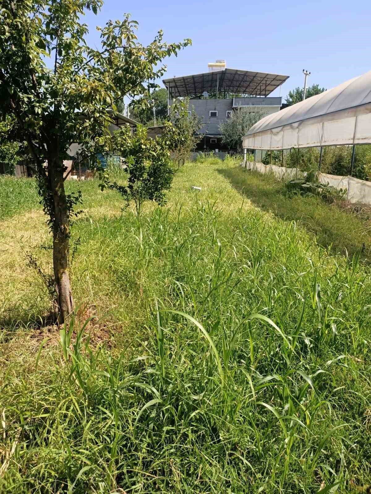 AYDIN’DA ÇOK FAZLA SU İSTEYEN SİLAJLIK MISIRA ALTERNATİF OLARAK EKİLEN VE İLK HASATTA 7,5 TON...