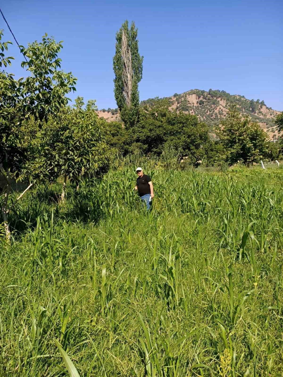 AYDIN’DA ÇOK FAZLA SU İSTEYEN SİLAJLIK MISIRA ALTERNATİF OLARAK EKİLEN VE İLK HASATTA 7,5 TON...