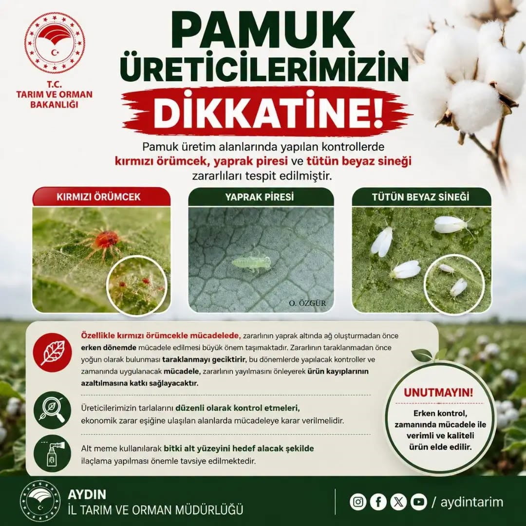 AYDIN İL TARIM VE ORMAN MÜDÜRLÜĞÜ, PAMUK ÜRETİM ALANLARINDA YAPILAN KONTROLLERDE KIRMIZI ÖRÜMCEK...