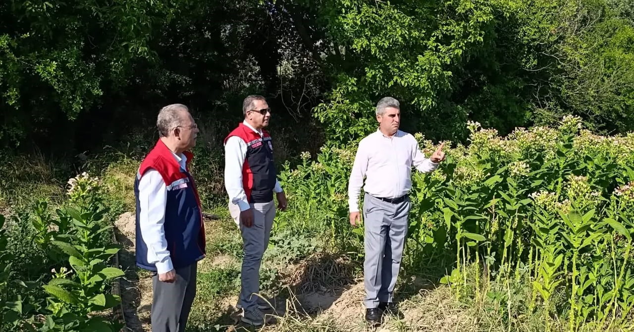 AYDIN İL TARIM VE ORMAN MÜDÜRÜ AYHAN TEMİZ, KARACASU'DA TÜTÜN ÜRETİCİLERİYLE BİRLİKTE TARLAYA...