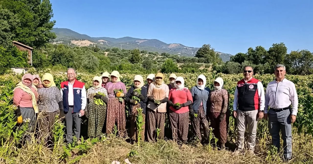 AYDIN İL TARIM VE ORMAN MÜDÜRÜ AYHAN TEMİZ, KARACASU'DA TÜTÜN ÜRETİCİLERİYLE BİRLİKTE TARLAYA...
