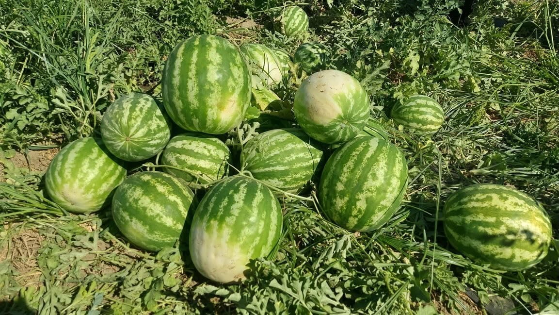 AYDIN’IN KOÇARLI İLÇESİNİN MARKASI HALİNE GELEN CİNCİN KARPUZU, DÜZENLENEN TÖRENLE HASAT...