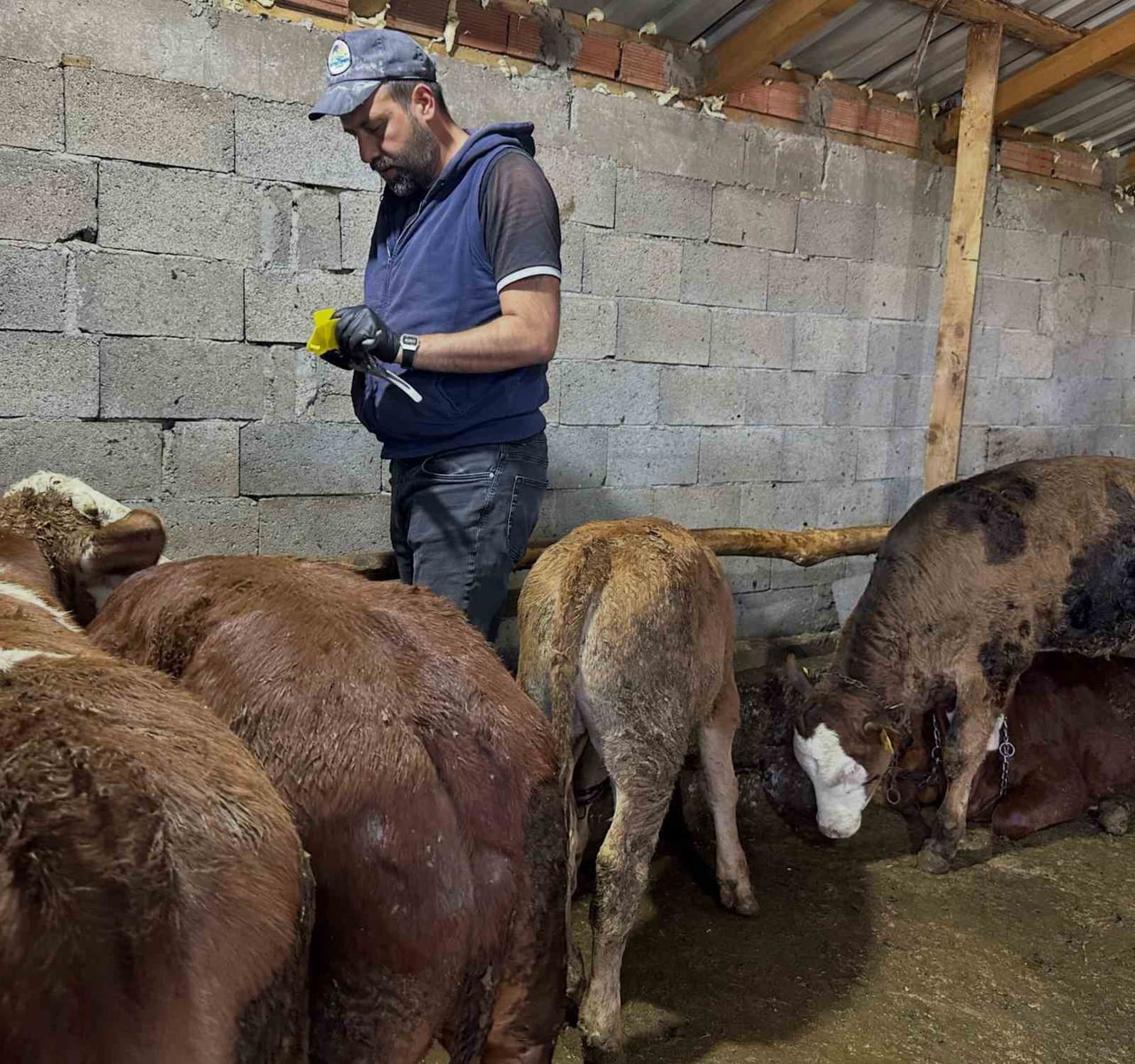 AYDINTEPE'DE 6 KÖYDE DAHA BUZAĞI KÜPELEME VE AŞILAMA ÇALIŞMALARI TAMAMLANDI