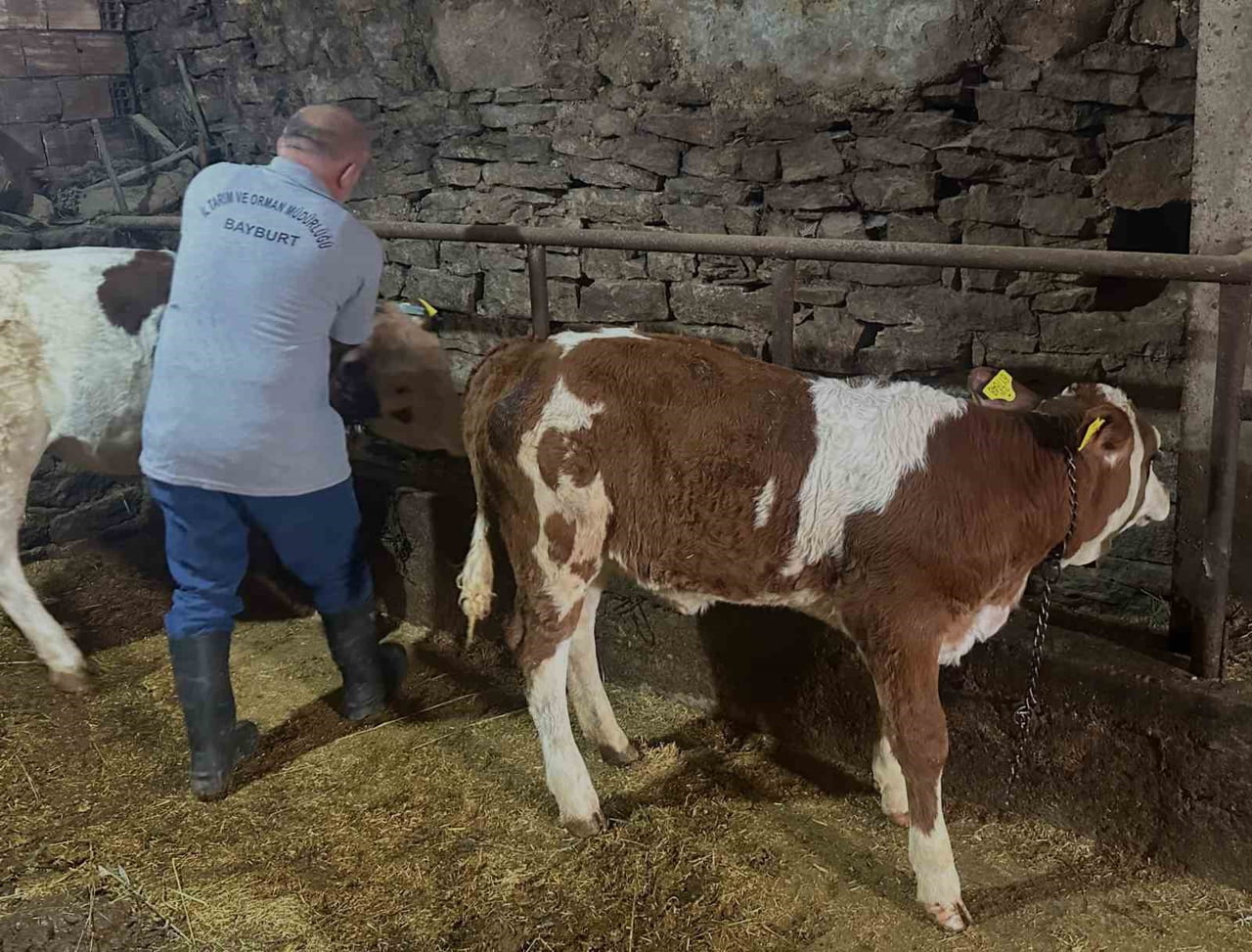 AYDINTEPE'NİN 8 KÖYÜNDE BUZAĞI KÜPELEME VE AŞILAMA ÇALIŞMALARI TAMAMLANDI