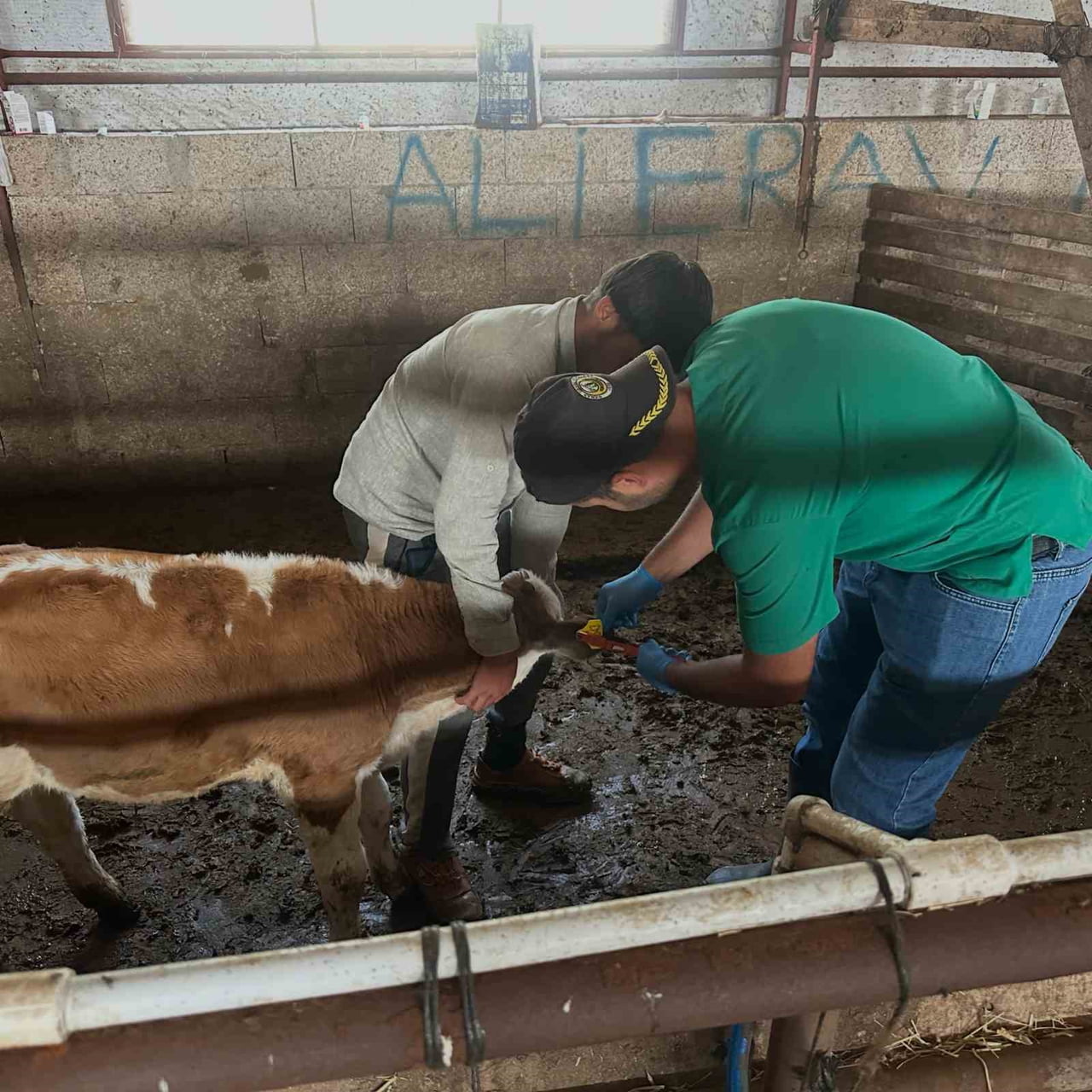 AYDINTEPE’DE İKİNCİ TUR BUZAĞI KÜPELEME VE AŞILAMA ÇALIŞMALARI TAMAMLANDI