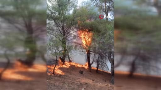 Ayvalık’taki orman yangını kontrol altına alındı
