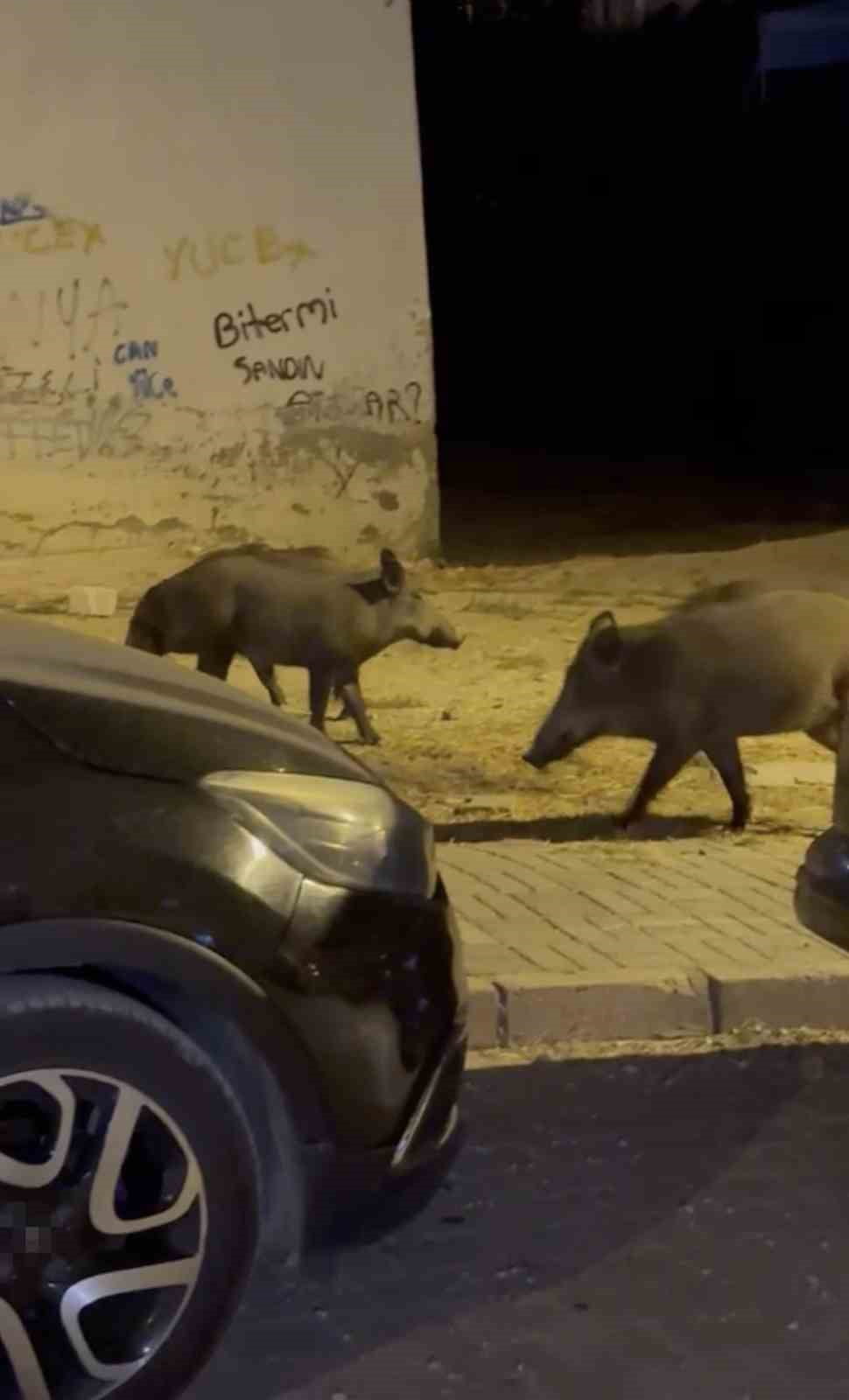 BALIKESİR'İN AYVALIK İLÇESİNDE SON DÖNEMDE ÖZELLİKLE AKŞAM SAATLERİNDE MAHALLE ARALARINDA VE...
