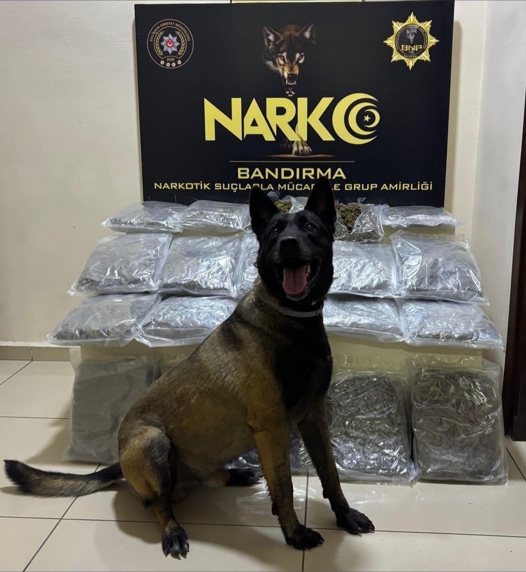 BANDIRMA'DA GÜBRE TORBALARININ ALTINA GİZLENEN 11,2 KİLO SKUNK ELE GEÇİRİLDİ