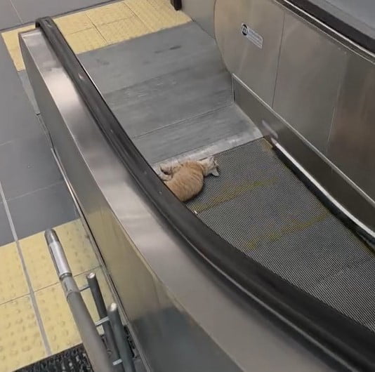 BAŞAKŞEHİR'DE, METRO İSTASYONUNDA BİR KEDİ YÜRÜYEN MERDİVENE SIKIŞTI.  O ANLAR, VATANDAŞIN CEP...