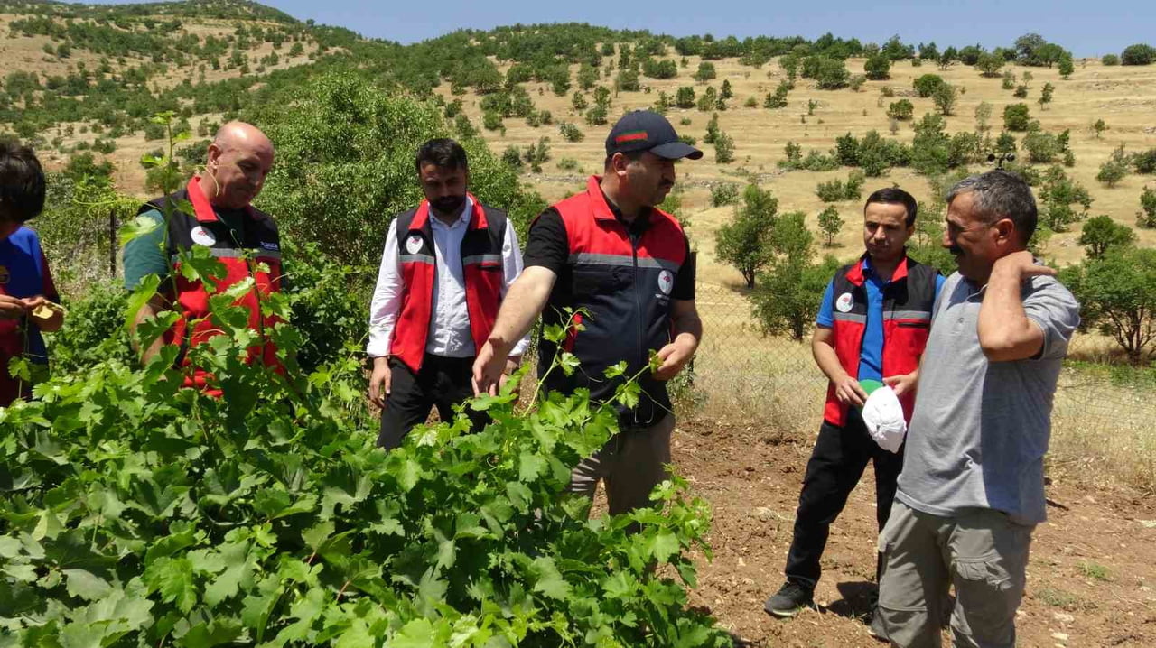 BATMAN'DA BAĞ VE ANTEPFISTIĞI BAHÇELERİNDE "TAHMİN VE ERKEN UYARI SİSTEMİ" KURULDU