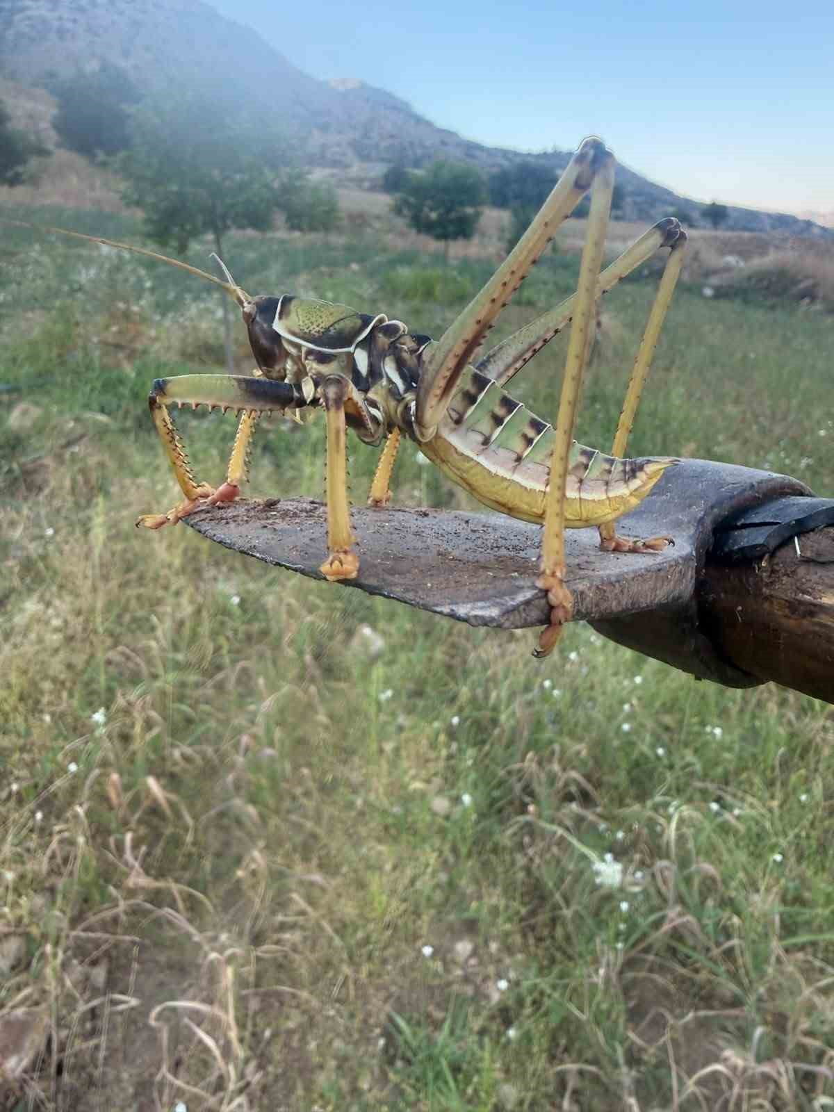 BATMAN'IN GERCÜŞ İLÇESİNDE VATANDAŞLAR TARAFINDAN ETÇİL ÇEKİRGE GÖRÜNTÜLENDİ.
