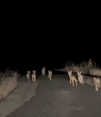 BATMAN'IN GERCÜŞ İLÇESİNE BAĞLI SEKİ KÖYÜNDE KURT SÜRÜSÜ GÖRÜNTÜLENDİ.