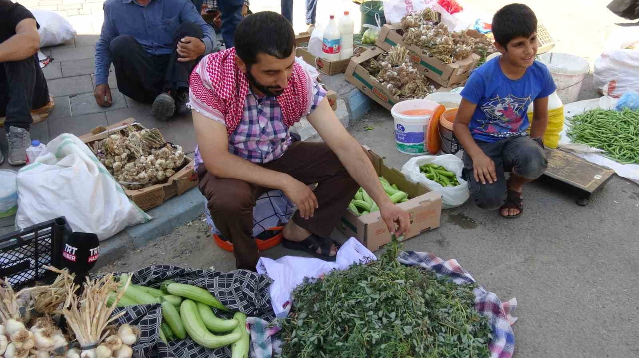 BATMAN’IN GERCÜŞ İLÇESİNDE, DOMATES VE BİBER BAHÇELERİNDE KENDİLİĞİNDEN YETİŞEN SEMİZOTU...