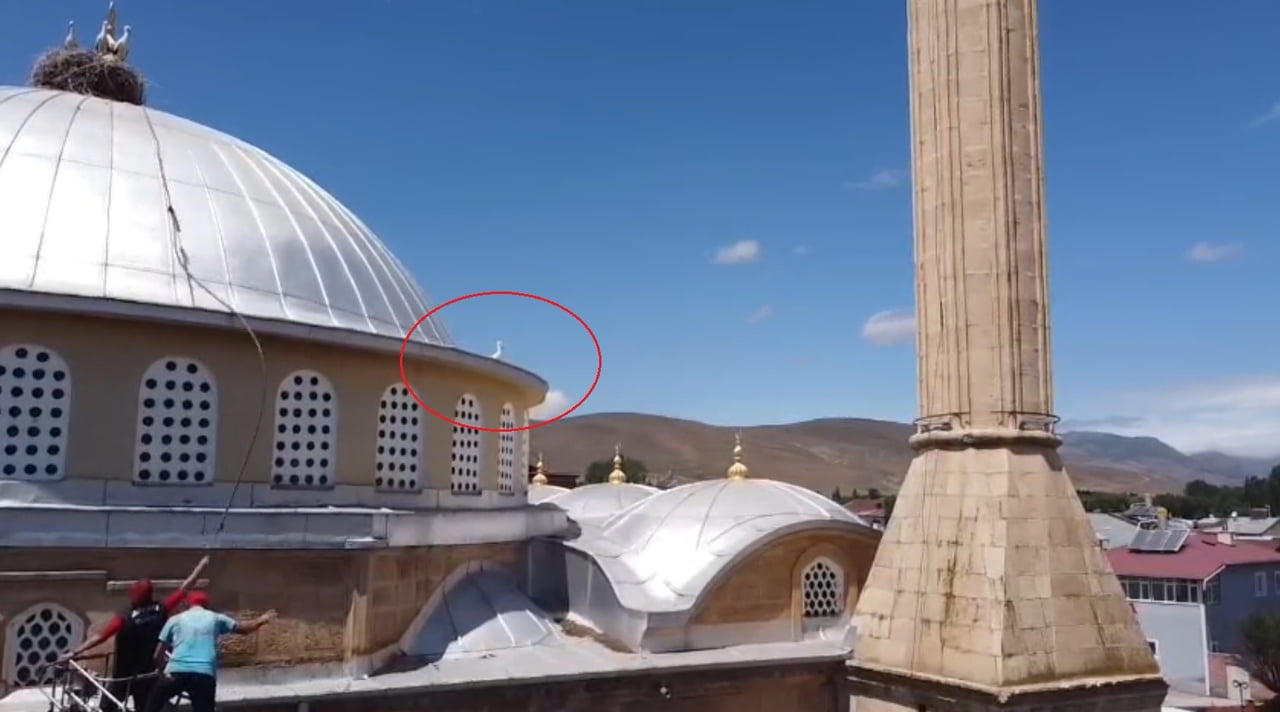 BAYBURT’TA YUVASINA DÖNEMEYEN YAVRU LEYLEK EKİPLERİ HAREKETE GEÇİRDİ