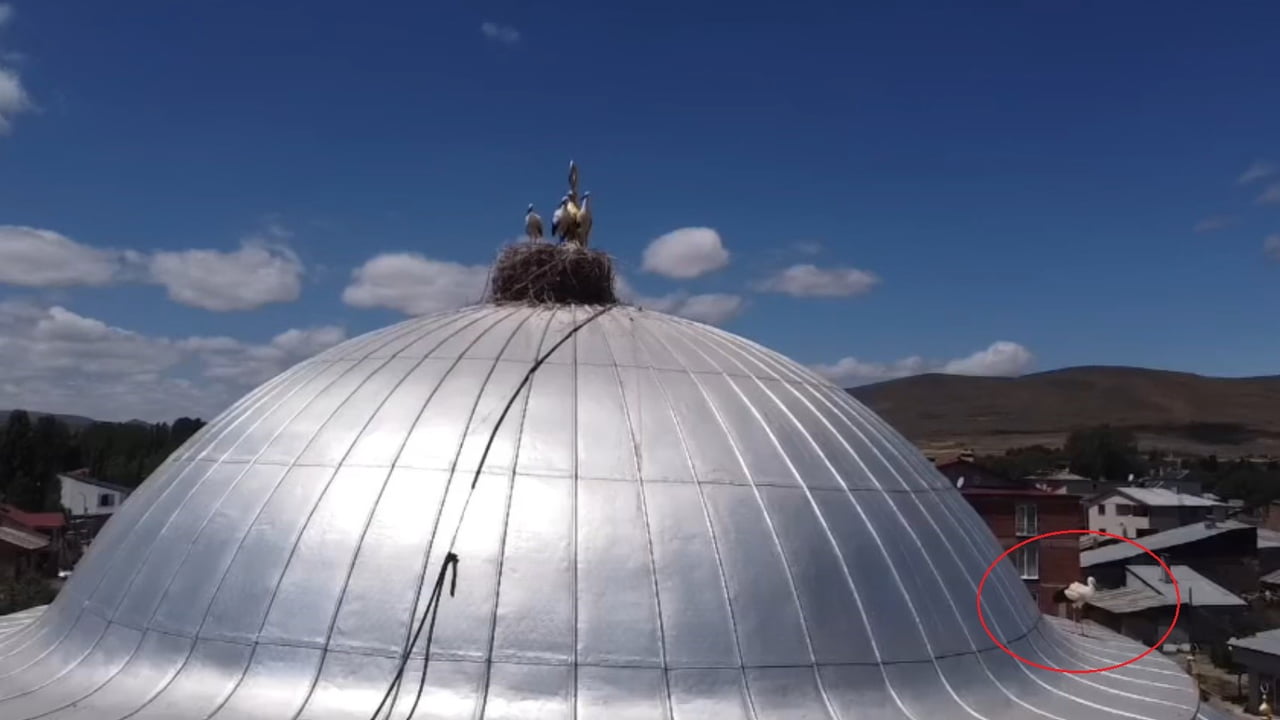 BAYBURT’TA YUVASINA DÖNEMEYEN YAVRU LEYLEK EKİPLERİ HAREKETE GEÇİRDİ
