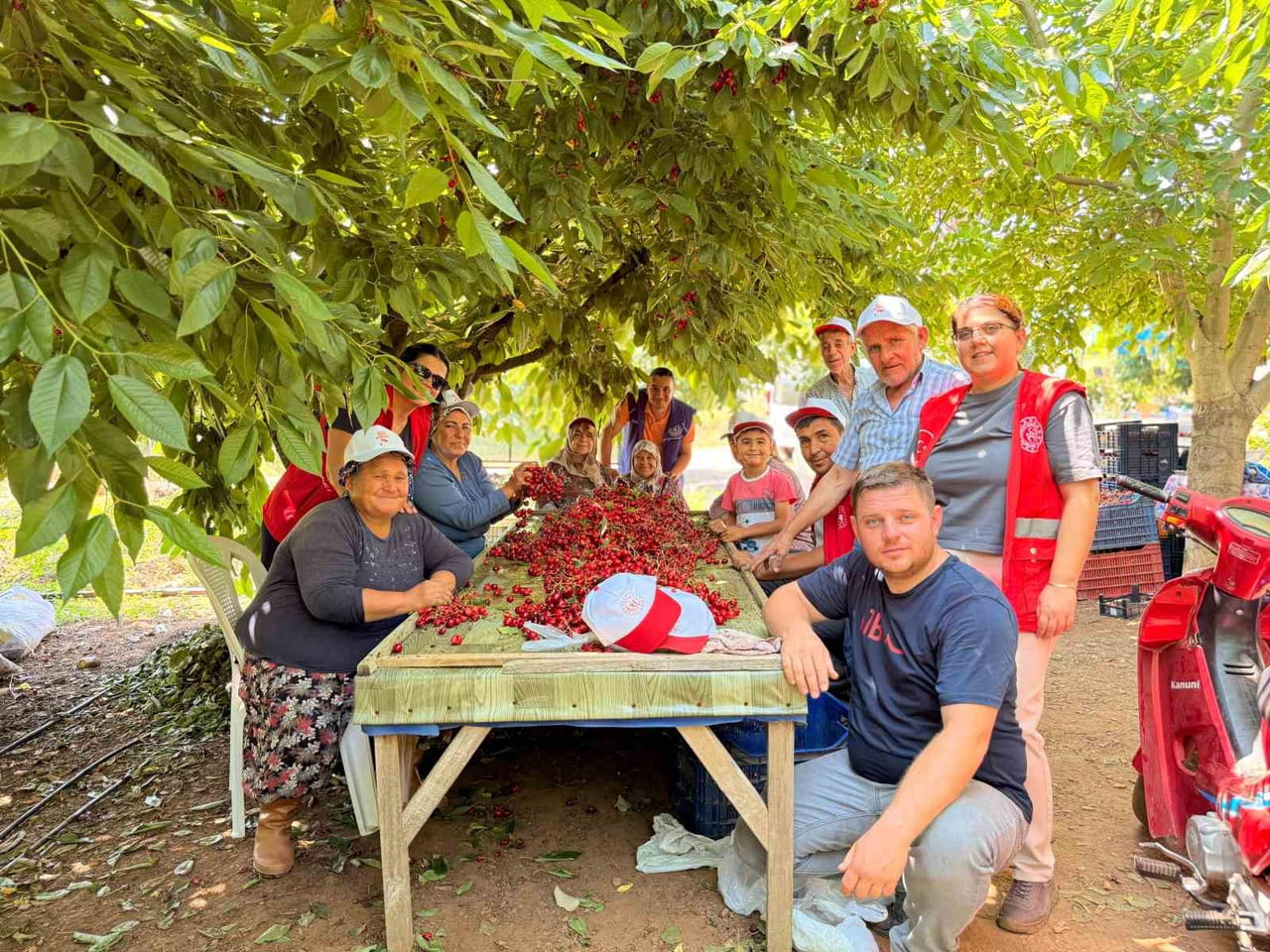 BAYINDIRLI GENÇLER KİRAZ HASADINA KATILDI, ÜRETİCİLERE DESTEK VERDİ