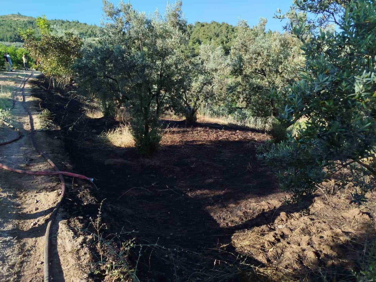 BİLECİK’TE ZEYTİN TARLASINDA ÇIKAN YANGIN KORKUTTU