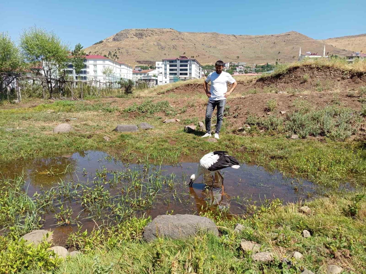 BİNGÖL’DE DEFALARCA YUVASINDAN DÜŞEN YAVRU LEYLEK, ESNAF TARAFINDAN DOĞAL YAŞAM ALANINA...