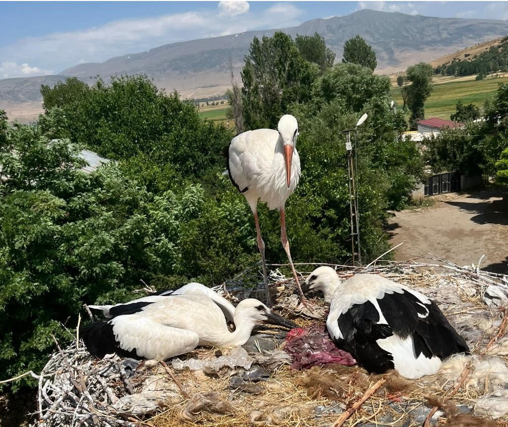 BİTLİS'İN GÜROYMAK İLÇESİNE BAĞLI BUDAKLI KÖYÜNDE YARALANAN LEYLEK VE YAVRULARI MAHSUR KALDIKLARI...