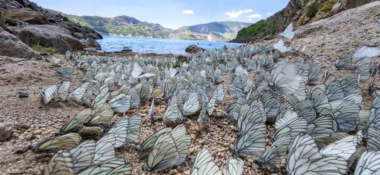 BİTLİS'TEKİ NEMRUT KRATER GÖLÜ, BU KEZ BÜYÜLEYİCİ BİR DOĞA OLAYINA EV SAHİPLİĞİ YAPTI. YÜZLERCE...