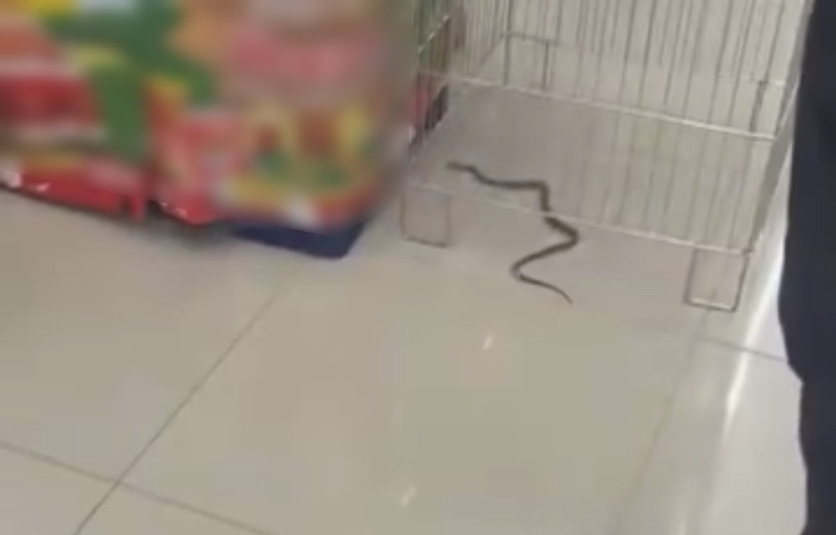 BOLU'NUN SAĞLIK MAHALLESİ'NDE BİR MARKETE GİREN YILAN, ALIŞVERİŞ YAPANLARA VE ÇALIŞANLARA KORKU...