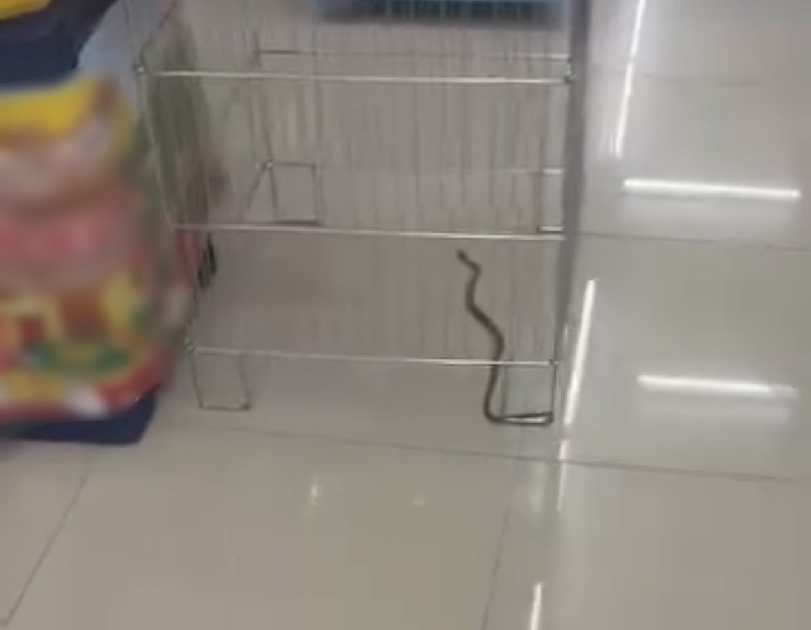 BOLU'NUN SAĞLIK MAHALLESİ'NDE BİR MARKETE GİREN YILAN, ALIŞVERİŞ YAPANLARA VE ÇALIŞANLARA KORKU...
