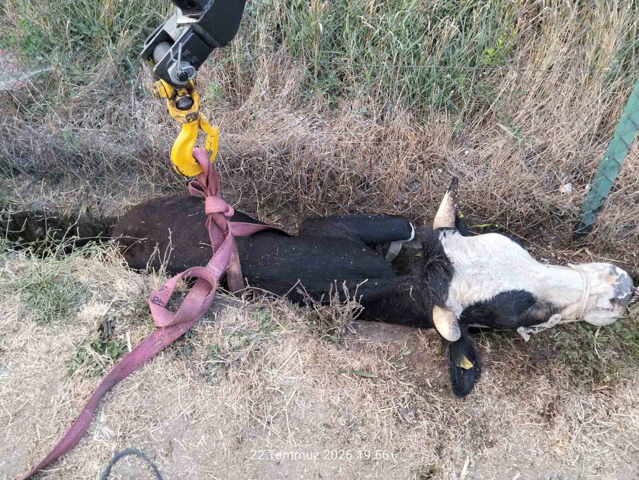 BOLU’NUN ILICAKINIK KÖYÜNDE OTLATILIRKEN KANALA DÜŞEN İNEK, İTFAİYE EKİPLERİ TARAFINDAN...