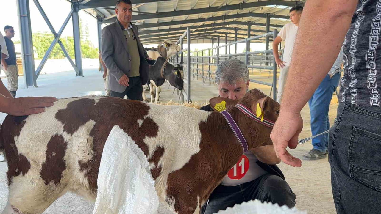 BOLVADİN CANLI HAYVAN BORSASI’NDA GERÇEKLEŞTİRİLEN "BUZAĞI YARIŞMASI" VATANDAŞLAR VE ÜRETİCİLER...