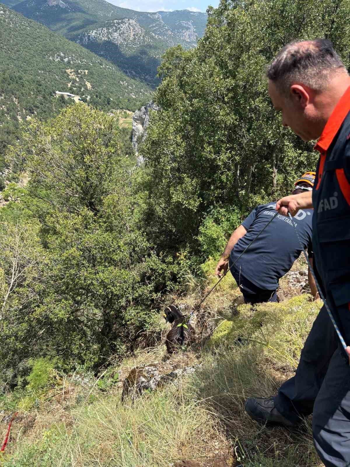 BURDUR'DA DAĞLIK ALANDA MAHSUR KALAN KEÇİLER, EKİPLERCE KURTARILARAK SAHİBİNE TESLİM...