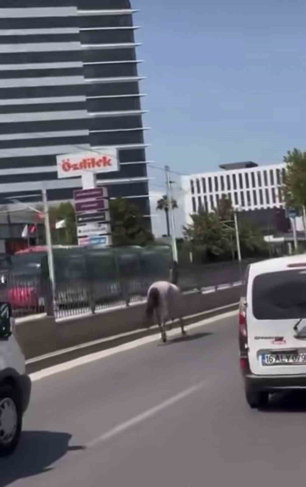 BURSA’DA ANA YOLA ÇIKAN BAŞIBOŞ İKİ AT, SÜRÜCÜLERE ZOR ANLAR YAŞATTI. TRAFİKTE TEHLİKE OLUŞTURAN...
