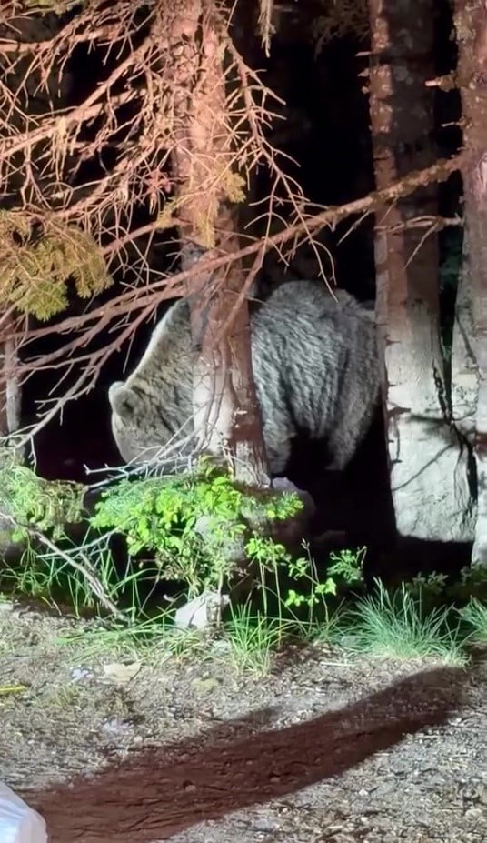 BURSA’DA, ULUDAĞ’IN SARIALAN BÖLGESİNE YİYECEK ARAMAK İÇİN İNEN İRİ AYI CEP TELEFONU KAMERASINA...