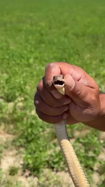 BURSA’NIN İNEGÖL İLÇESİNDE TARLASINDA YAKLAŞIK 1,5 METRE UZUNLUĞUNDA YILAN GÖREN ÇİFTÇİ, BÜYÜK...