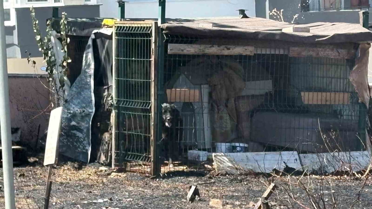 ÇANAKKALE'DE YOL KENARINDA ÇIKAN OT YANGININDA BARAKADA KİLİTLİ OLAN KÖPEK YANGININ İÇİNDE MAHSUR...