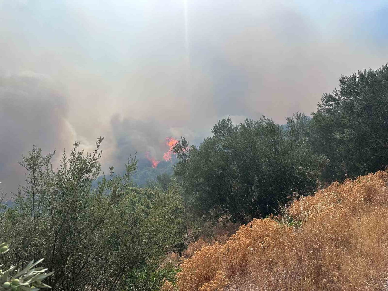 ÇANAKKALE'NİN AYVACIK İLÇESİNDE ARAZİDE ÇIKAN YANGIN ORMANA SIÇRADI. ORMAN BÖLGE MÜDÜRLÜĞÜ...